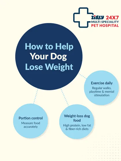 Is your dog carrying a few extra kilos? This infographic explains how to help your dog lose weight through portion control, exercise, and the right diet.