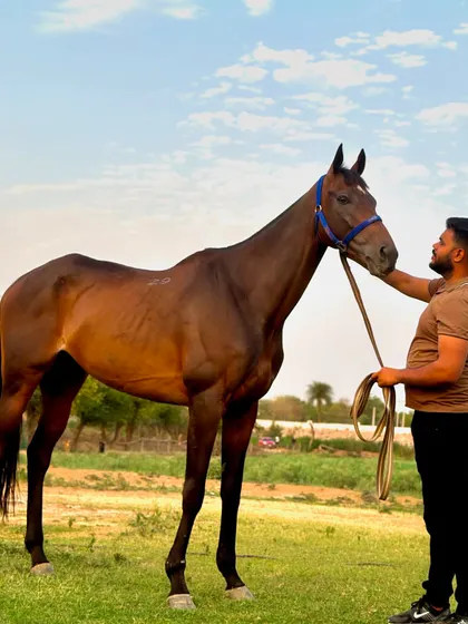 Welcoming a new equine friend to the herd. This athletic bay horse is a great example of the quality prospects I bring to my stables in Baliawas, Gurgaon.