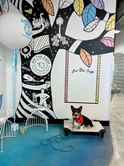 Cowboy, our therapy-dog-in-training, on his 'place' cot. This command is crucial for working dogs who need to be calm and patient in public settings.
