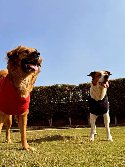 Two happy dogs soaking up the sun on our lawn. Our farm provides a relaxing retreat where pets can unwind and enjoy the outdoors.
