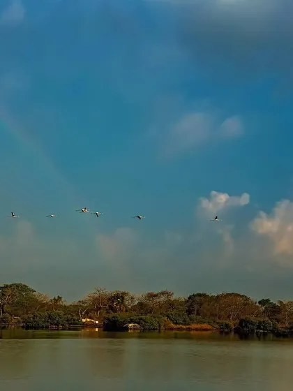 I traveled nearly 1000 km to visit my favorite spot at T.S. Chanakya, and nature rewarded me with this unexpected sight. A rare rainbow appeared just as a flock of Greater Flamingos flew past, a moment of pure, unscripted magic.