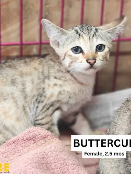 Buttercup, a 2.5-month-old female, is as sweet as her name suggests. She is a little shy but quickly warms up with a gentle touch. She would love a quiet home where she can build her confidence.