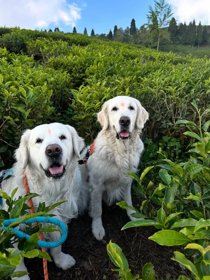 A series of photos from the beautiful Temi Tea Garden in Sikkim. Traveling with dogs often means you get to explore stunning, off-the-beaten-path locations.
