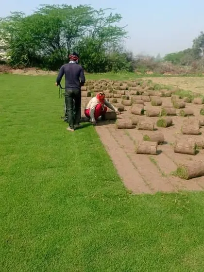 A wide view of my farm during harvest. You can see the large expanse of green turf and the workers preparing the rolls for an order.