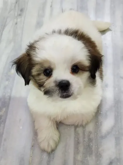 This little Shih Tzu female is a perfect example of the heavy-boned, top-quality puppies we breed. At 55 days old, she's already vaccinated, dewormed, and ready to join her new family.