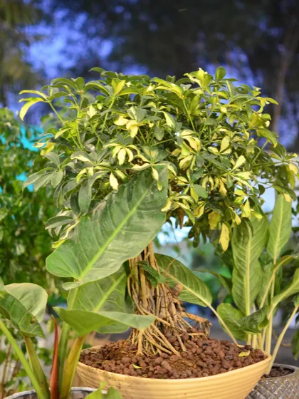 Another angle of the variegated Schefflera bonsai, highlighting its dense canopy and intricate form, perfect as a centerpiece.