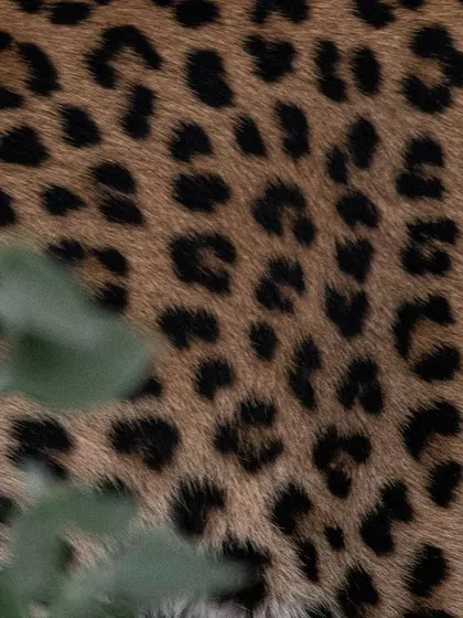 An abstract shot focusing on the rosette patterns of an Indian Leopard's coat in Jhalana. The animal was so close I could hear it breathe, which made using a 600mm lens a challenge, but it allowed me to capture the pure art and texture of its fur.