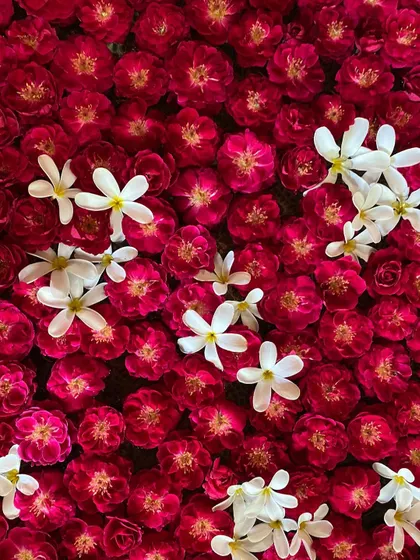 A bed of vibrant red roses dotted with delicate white jasmine flowers, a simple yet stunningly beautiful detail.