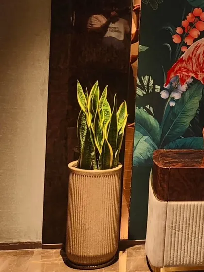 The same Snake Plant installation, showing how it fits into the overall room decor next to bold wallpaper and furniture.