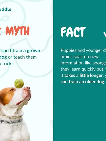 Myth: You can't train an older dog. Fact: While puppies learn quickly, adult and senior dogs are absolutely trainable. It just requires a bit more patience and consistency.
