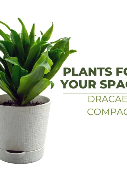 Dracaena Compacta is a fantastic houseplant for air purification. Its dense, dark green foliage adds a touch of sophistication and helps clean the air in your home or office.
