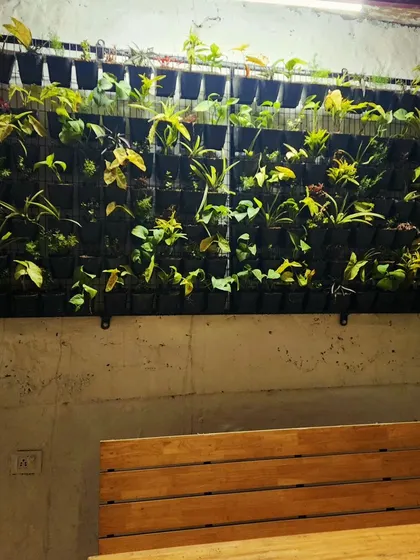 A vertical garden placed above a bench provides a beautiful green backdrop for a seating area.