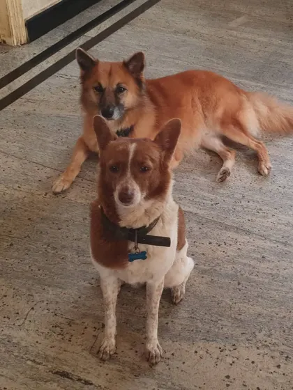 Two members of the pack relaxing together. Co-existing peacefully is just as important as playing, and my home environment encourages dogs to learn how to share space.