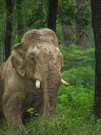 I waited for this tusker to walk into a clean patch of forest, framed naturally by the trees. Shooting at eye level shows his strength and calmness. No distractions, just a pure moment from the wild.