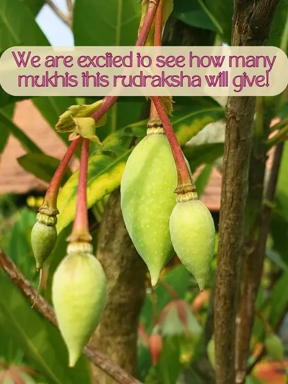 Captions for these will follow the same descriptive and serene tone, focusing on the specific flower, tree, or natural scene depicted and its connection to the ashram experience (e.g., "The Pink Trumpet tree in full bloom, a sign of spring at the ashram," "A lotus flower opens in the morning, just in time for meditation," "The sun's light filtering through the leaves, a reminder of the light within.").