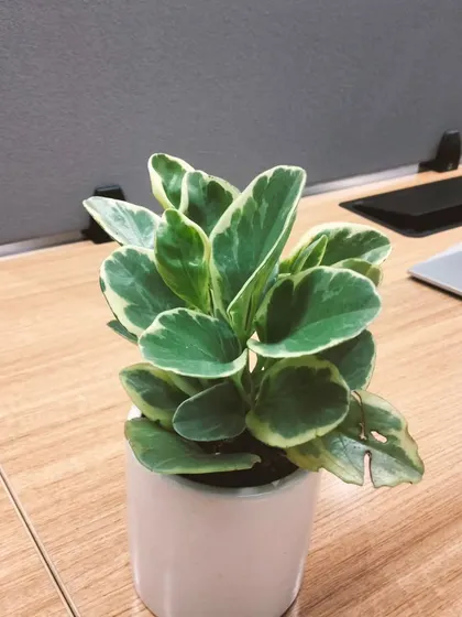 Another angle of the variegated baby rubber plant. Notice the slight variations in the leaf patterns. This plant is very tolerant of indoor conditions and doesn't require much fuss.