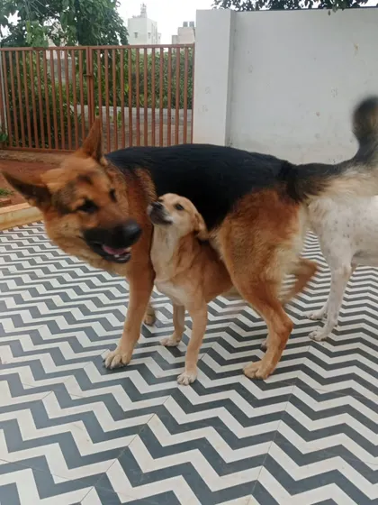 It's amazing to see friendships blossom between dogs of all sizes. Here, a gentle German Shepherd and a smaller Indie dog share a playful moment, showing how well-supervised socialization works.