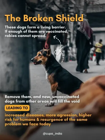 Removing vaccinated community dogs creates a "Broken Shield." New, unvaccinated dogs move in, increasing the risk of diseases like rabies.