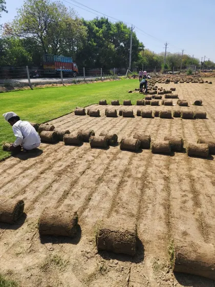 A worker lays out rolls of turf, showcasing the beginning of the installation process.