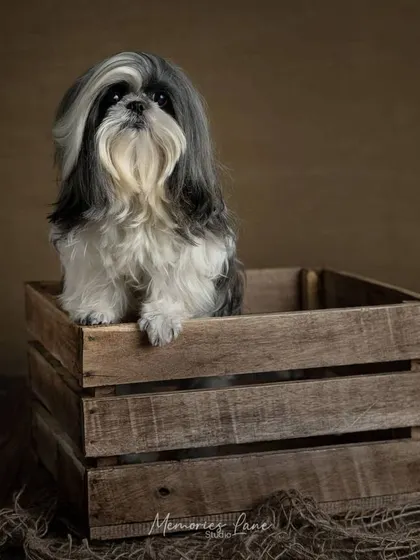 Posing beautifully in a rustic crate, this Shih Tzu looks like a classic painting. The earthy tones and simple props create a timeless portrait that feels both elegant and grounded.