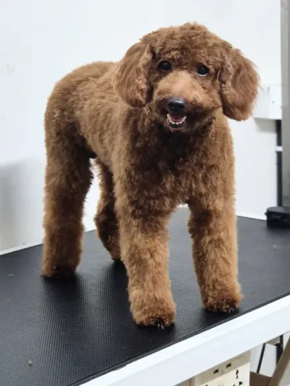 Look at this handsome poodle's fresh new look. After a careful haircut and styling, his beautiful curls are defined, and he looks so proud and happy. A proper trim keeps the coat healthy and manageable.