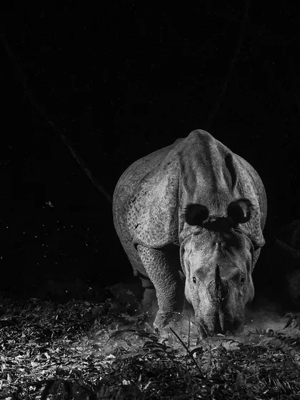 A head-on portrait of the rhino, its gaze fixed forward as it forages.