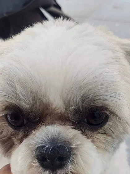 Before: This Shih Tzu's facial hair was overgrown, making it hard to see and keep clean.