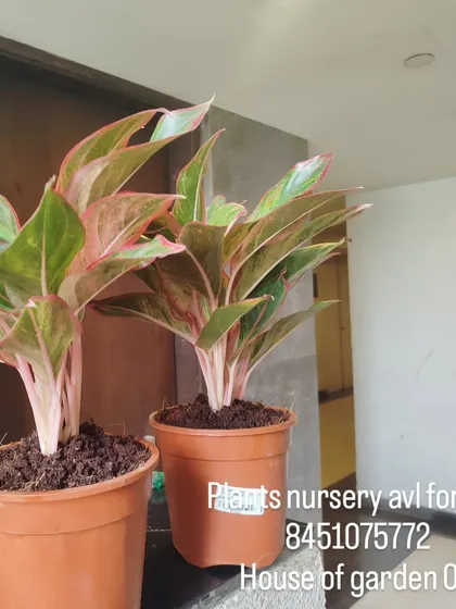 I have healthy Aglaonema plants available and ready for your home. Just send me a message to order yours.