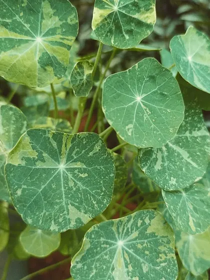 The beautiful variegated leaves of a Nasturtium plant. The splashes of cream on the round, lily-pad-like leaves make this a unique and attractive trailing or climbing plant.