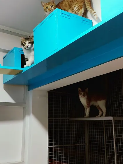 Rose, Maple, and Leo have found their own spots. From the top of the blue hideout to the shelf inside the enclosure, everyone has a space to call their own.