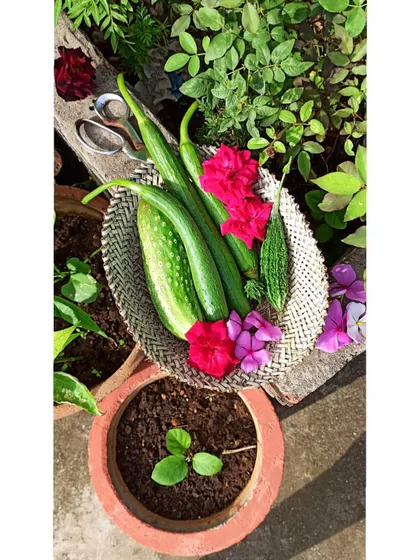 Another pretty harvest basket with sponge gourds and a bitter gourd, decorated with pink flowers from the garden.
