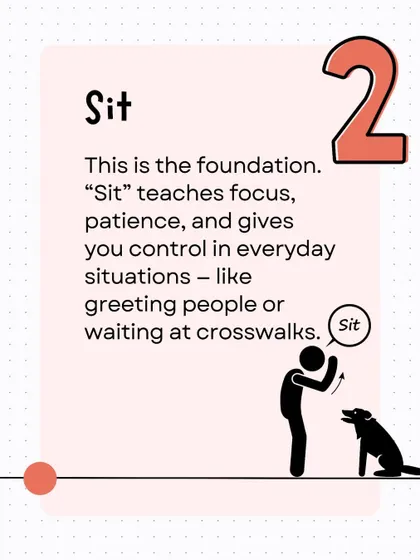 The 'Sit' command is the foundation of focus and patience. As this graphic explains, it's a versatile tool for managing everyday situations, like calmly greeting people or waiting at a crosswalk.