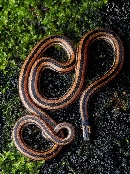 The Striped Coral Snake, another venomous and beautifully patterned snake from the Western Ghats.