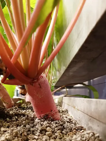 A red radish growing in our aggregate media. This soil-less method allows us to produce clean, crisp root vegetables.