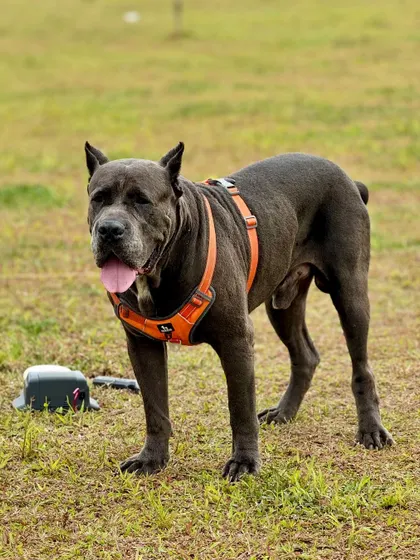 A close-up of Hugo, a powerful Cane Corso, after an exciting lure chase session.