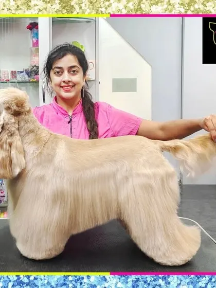 Oscar the American Cocker Spaniel is showing off his perfectly sculpted coat. This is a highly technical groom that I have perfected over years of experience.