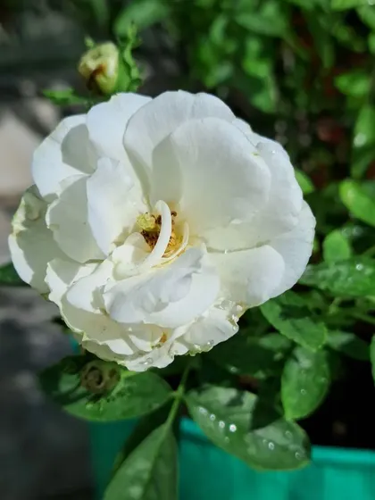 A white Button Rose.