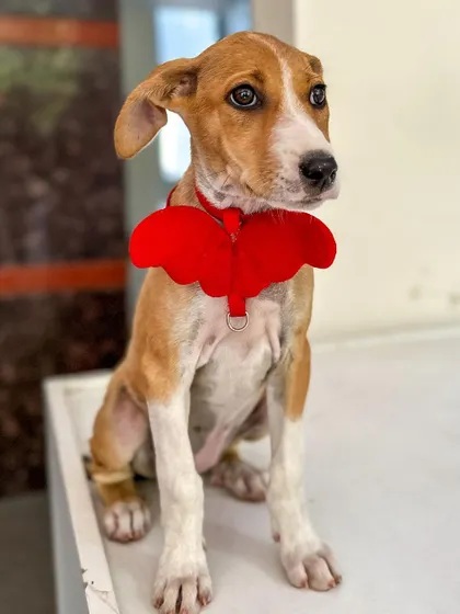 Dressed up with angel wings and ready to fly into your heart. This sweet Indie pup is about three months old, fully vaccinated, and has a playful, gentle nature. He is waiting for a family to give him the love he deserves.