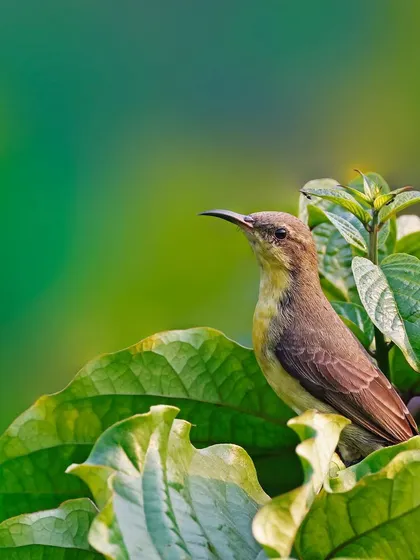 A female Purple Sunbird is perched among large, vibrant green leaves. The composition uses the leaves to frame the bird and create a lush, tropical feel.