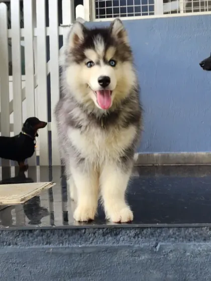 A happy pack of friends. Here you can see Mithran the Husky puppy standing proudly with a Dachshund and other pals, showing how well different breeds can socialize here.
