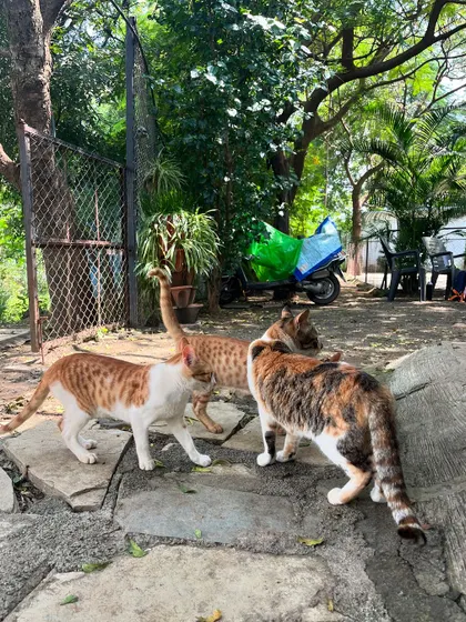 A group of curious cats I met during my training. I'm just as comfortable caring for cats as I am for dogs.