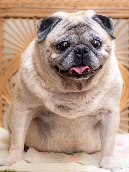A classic portrait of a senior pug, full of wisdom and sweetness.
