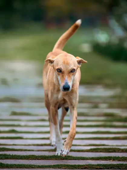 This handsome indie dog is walking with the confidence of a king. My work with rescue groups is incredibly important to me. A great photo can show the world their true spirit and help them find the loving home they deserve. My architect's eye for lines and composition helps tell their story with strength and dignity.