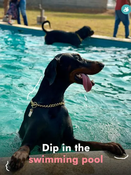 A Doberman enjoys a refreshing dip in the pool during our summer camp. Our events provide a safe and controlled environment for dogs to cool off and have fun.