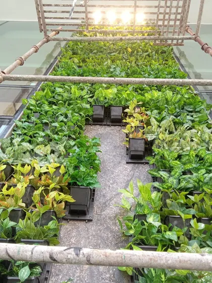 An overhead view from the scaffolding, showing the meticulous process of arranging different plant types for a natural look.