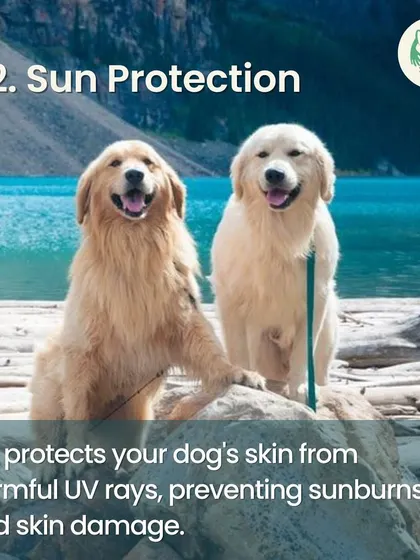 A dog's coat provides crucial sun protection, shielding their sensitive skin from harmful UV rays that can cause sunburn and long-term damage.