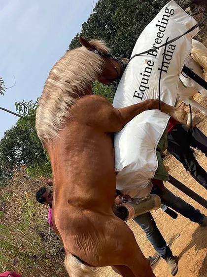 The process of semen collection is handled safely and professionally by our trained staff. This procedure is fundamental to our artificial insemination program, allowing us to breed for performance.
