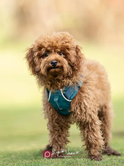 Murphy the Poodle giving a curious head tilt. I use all sorts of silly sounds to get these adorable reactions during a shoot.