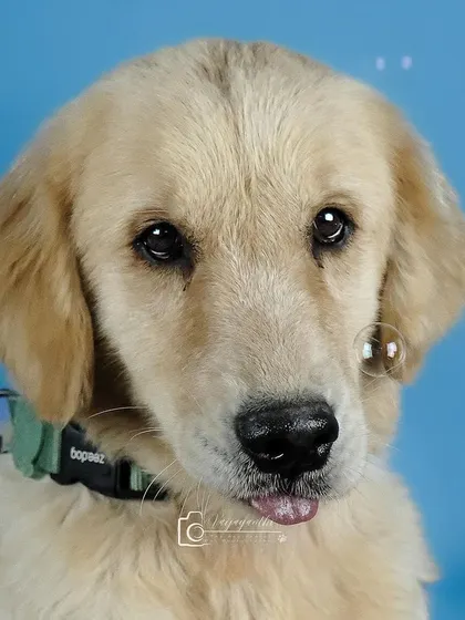 A golden retriever puppy with a bubble floating by its nose. A touch of whimsy in the studio.