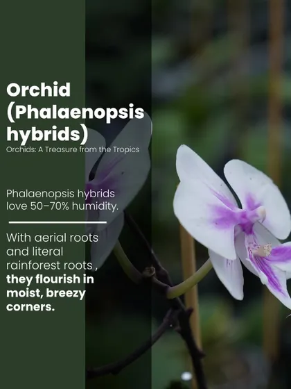 Phalaenopsis hybrid Orchids are a treasure from the tropics. They flourish in moist, breezy corners and love 50-70% humidity, making them a stunning addition for a bright, indoor spot.